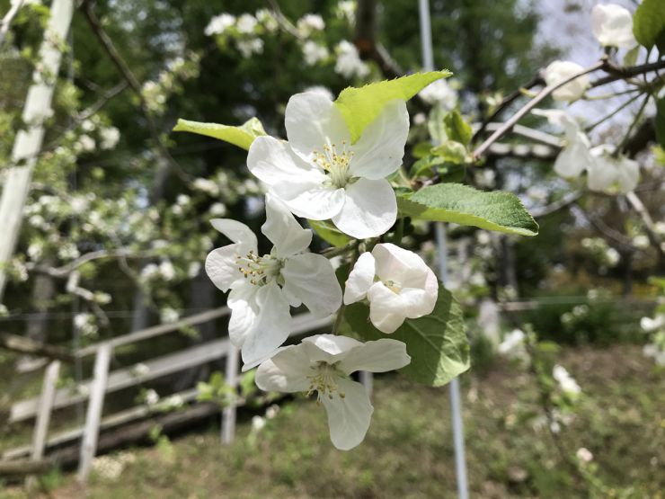 りんごの花2019年